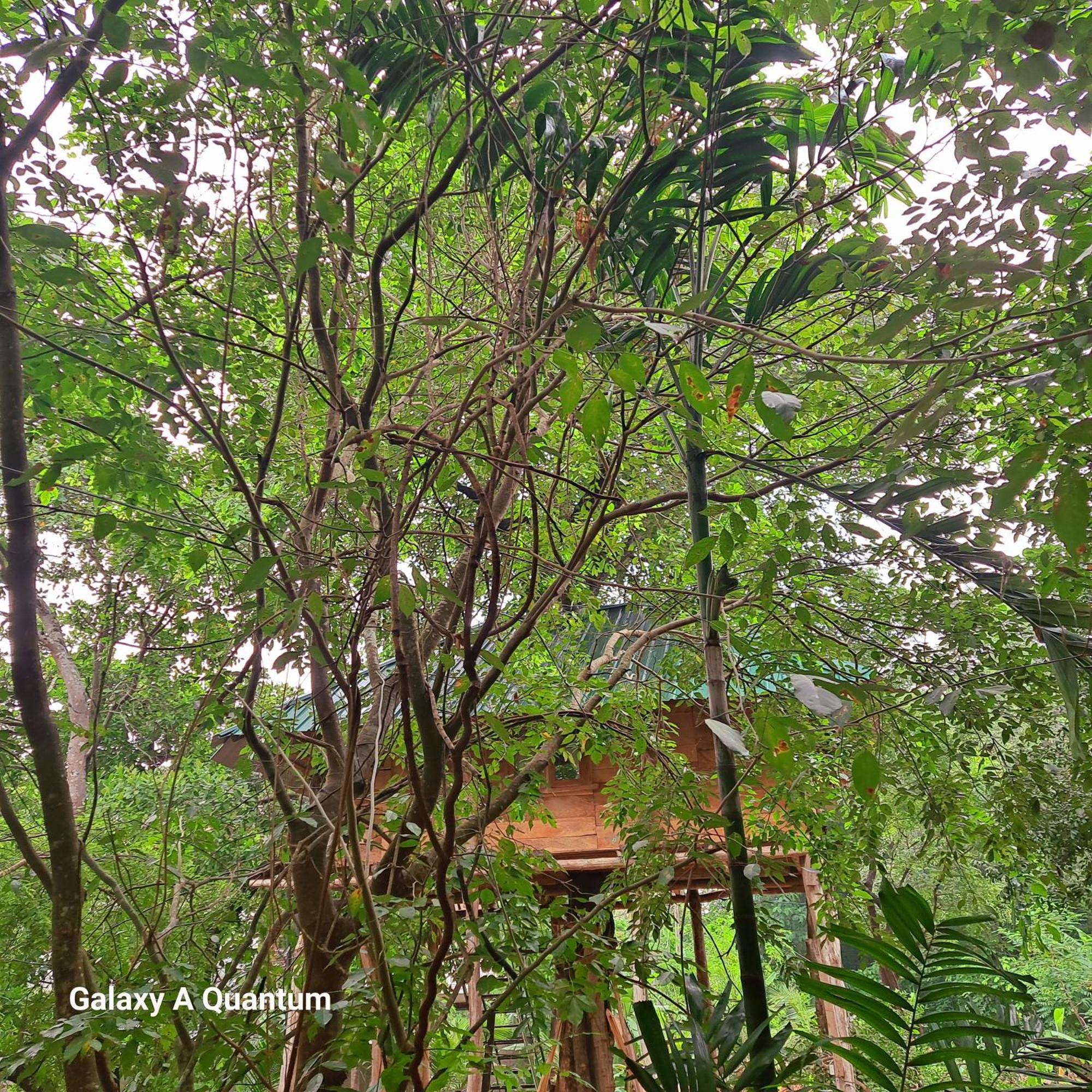 Green Leaf Tree House Dambulla Exterior photo