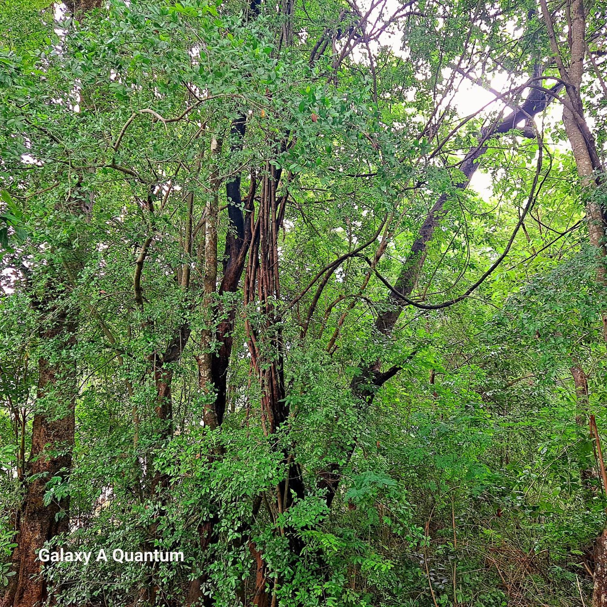 Green Leaf Tree House Dambulla Exterior photo